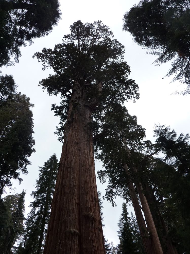 Sequoia parc(38).JPG